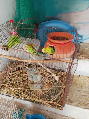 Running Adult Bajrigar with Full Set-up
