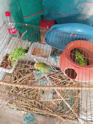 Running Adult Bajrigar with Full Set-up
