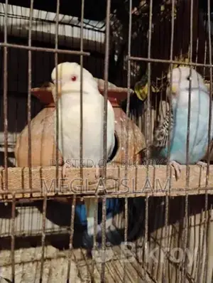 বাজিকর পাখি
