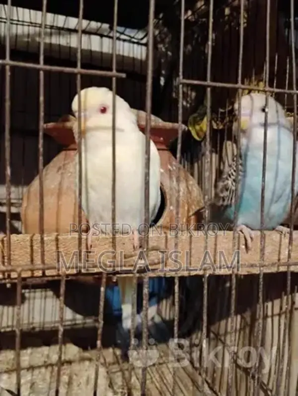বাজিকর পাখি