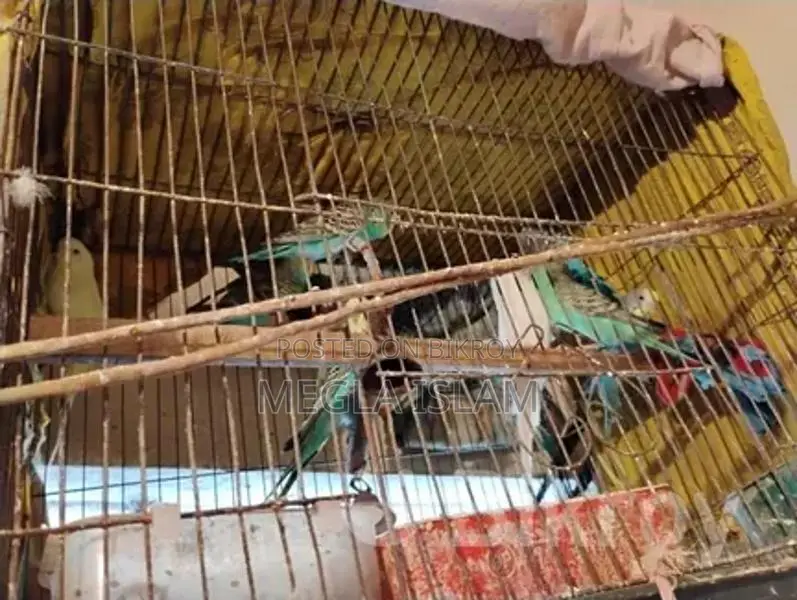 বাজিকর পাখি