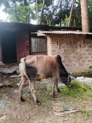 High-Quality Cow