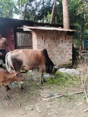 High-Quality Cow