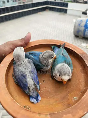Lovebird Babies