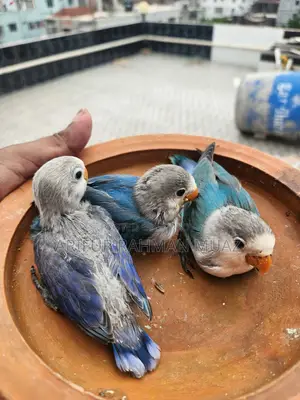 লাভ বার্ড বেবি