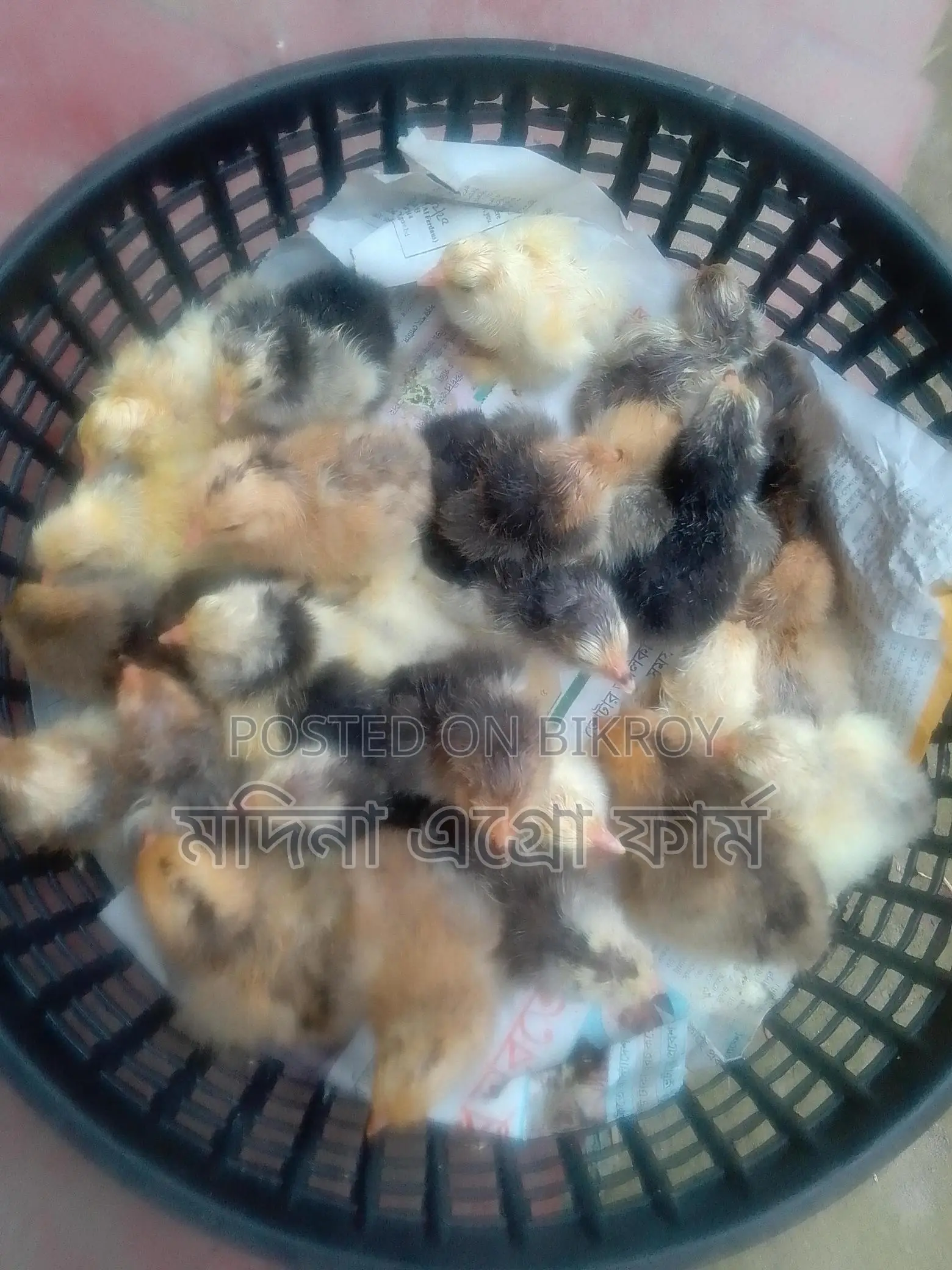 Colombian Light Brahma Chicken