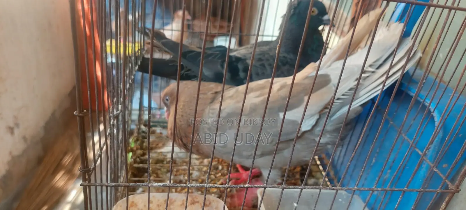 Pigeons for sale