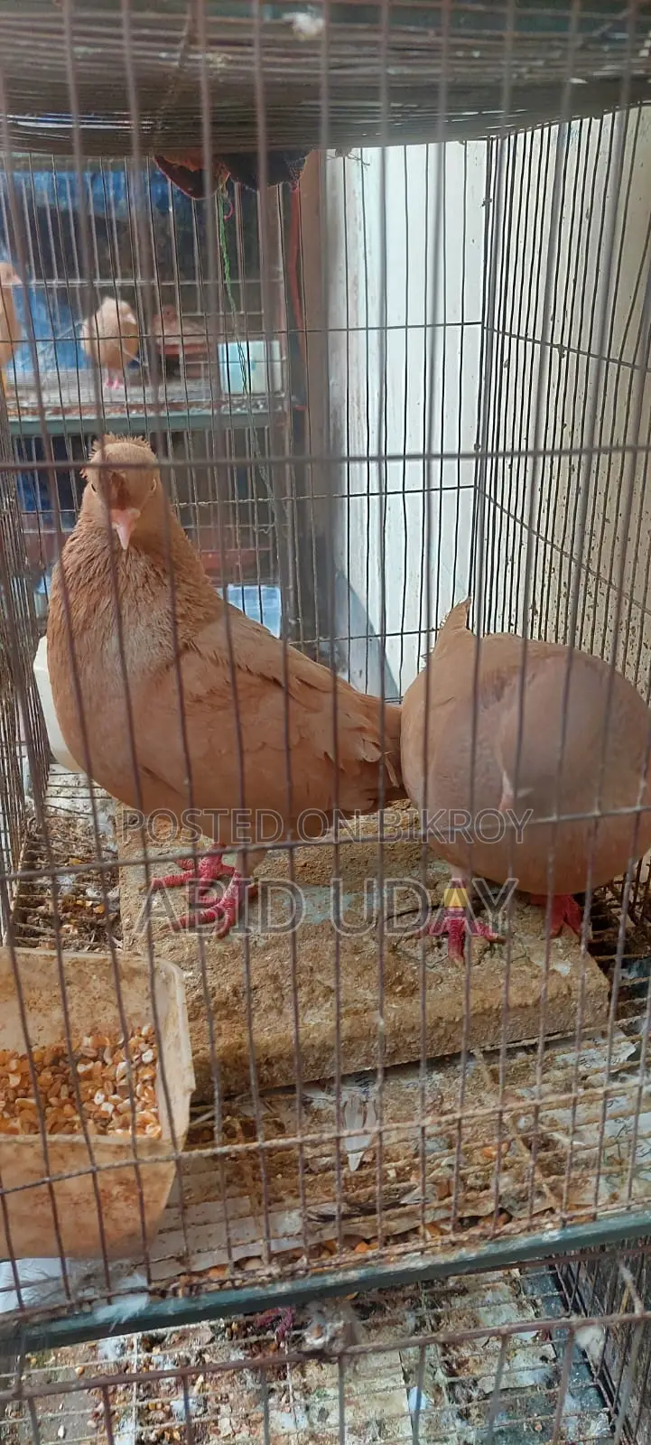 Pigeons for sale