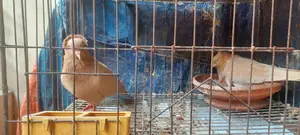 Pigeons for sale