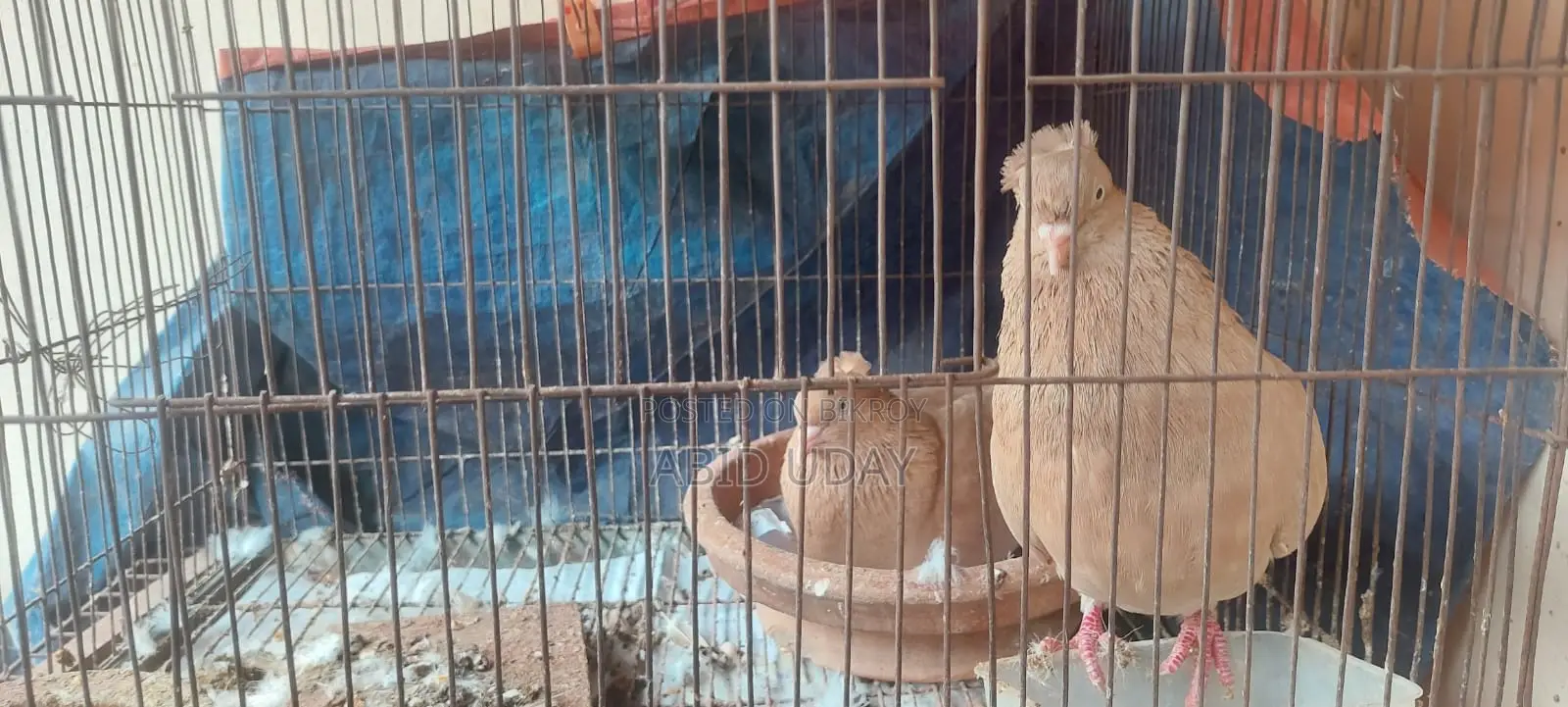 Pigeons for sale
