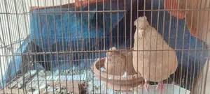 Pigeons for sale