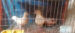 Pigeons for sale