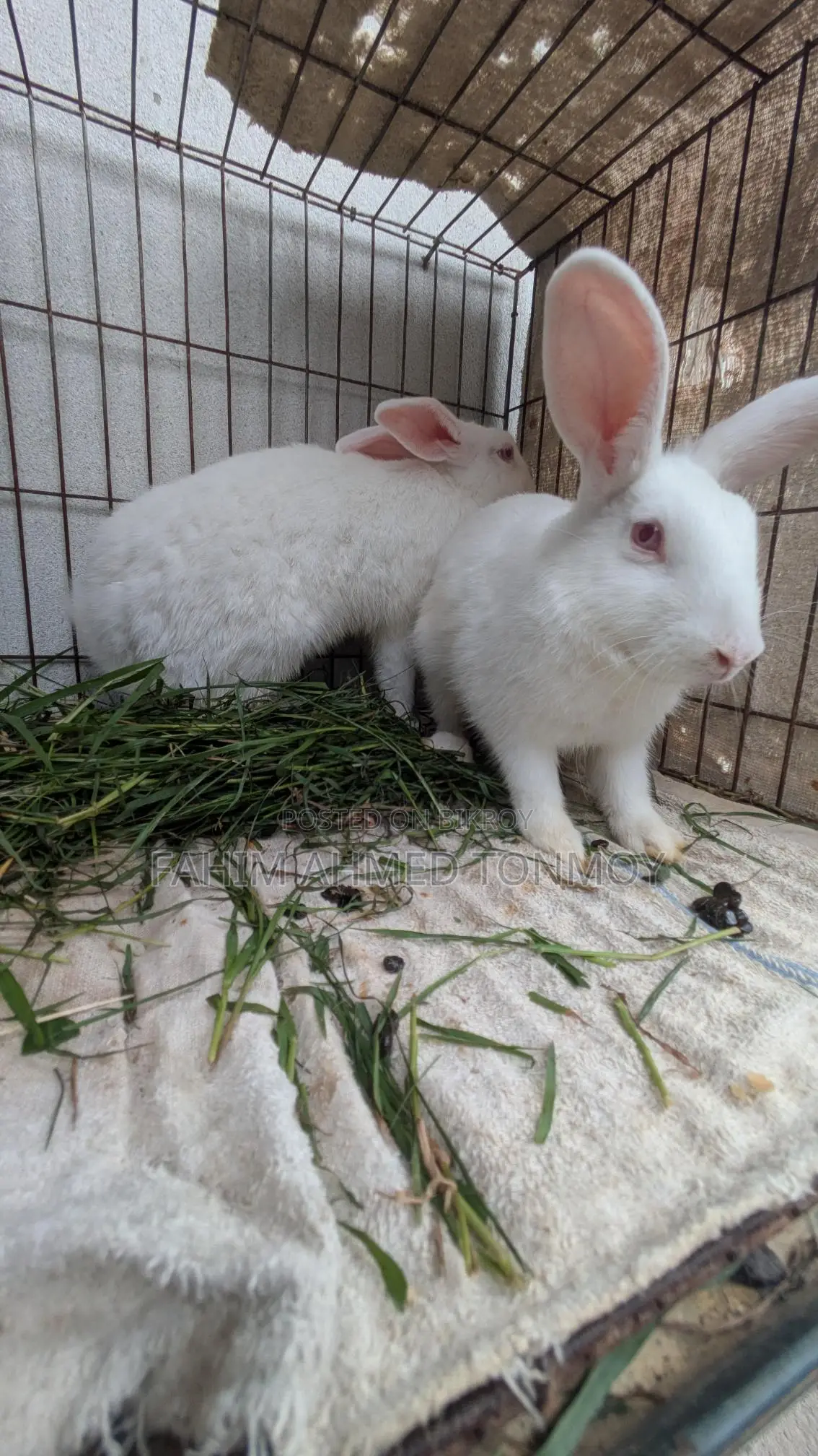 Two Female Rabbits for Sale