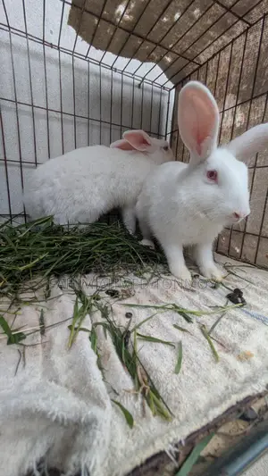 Two Female Rabbits for Sale