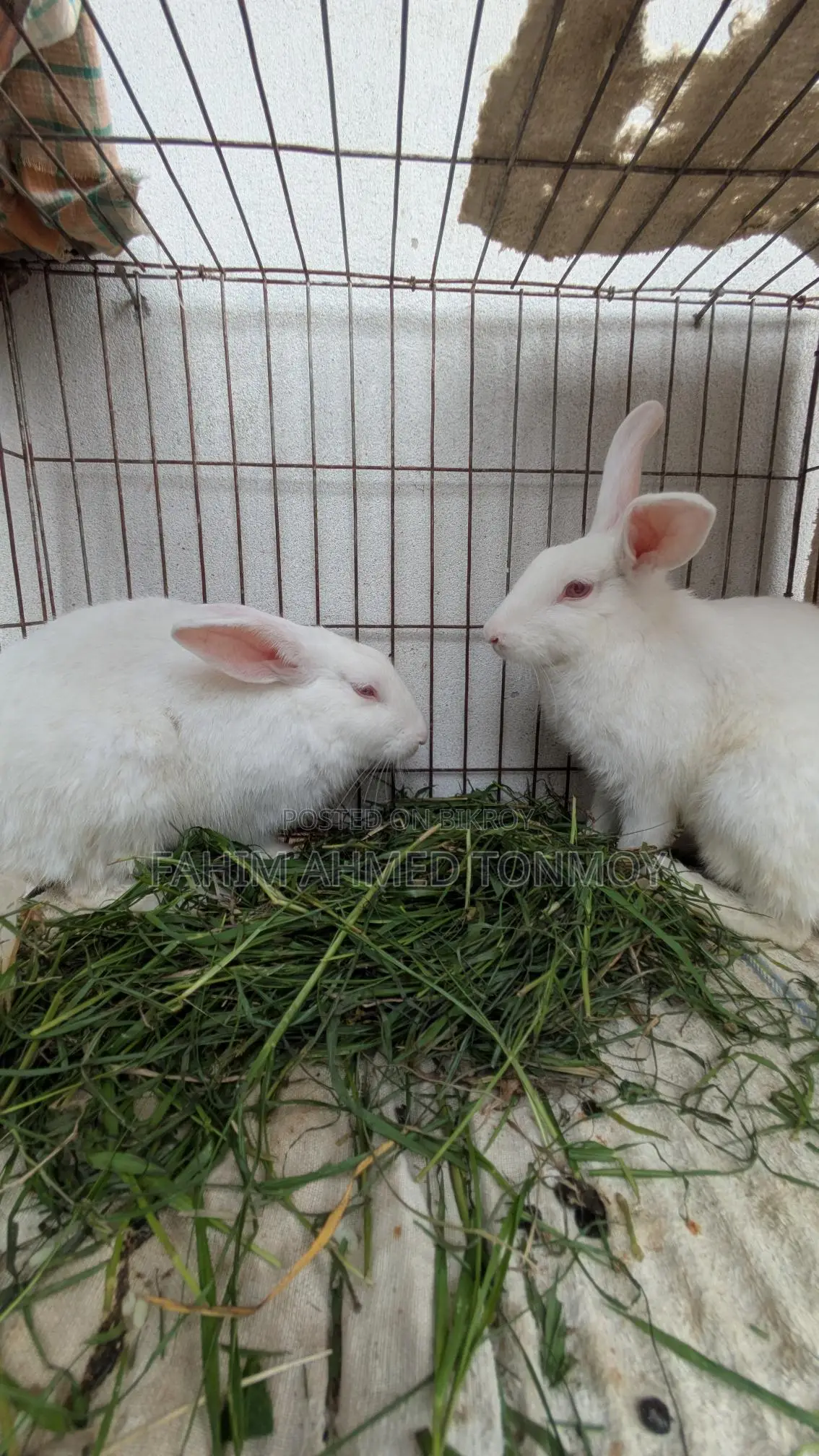 Two Female Rabbits for Sale