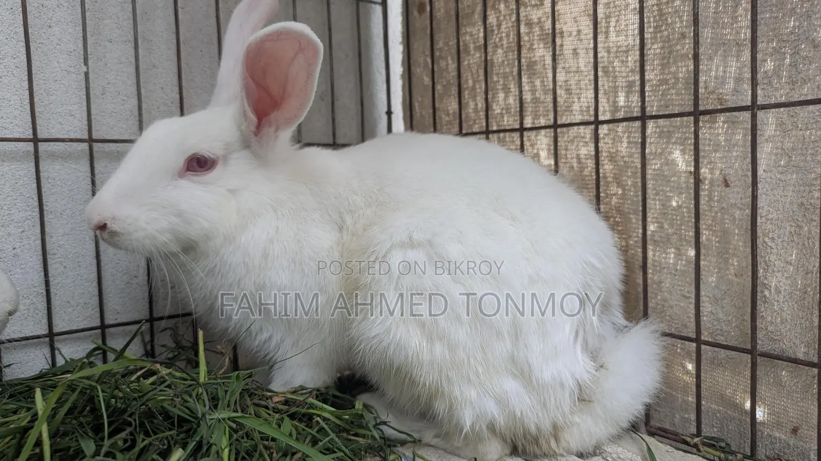 Two Female Rabbits for Sale