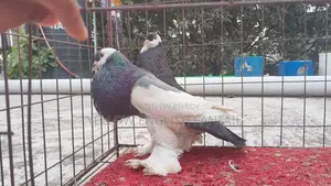 Reveswime poter