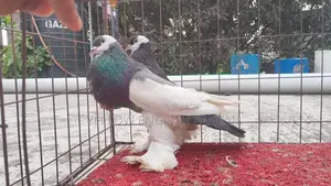 Reveswime poter