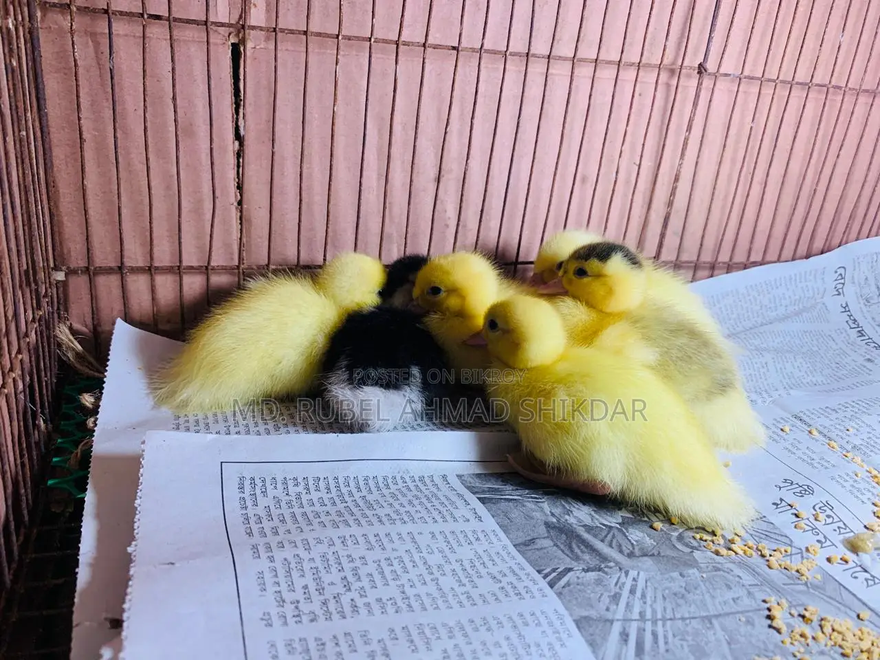 Chinese Ducklings