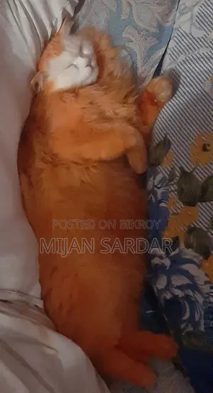 পার্শিয়ান ত্রিপল কোড বিড়াল