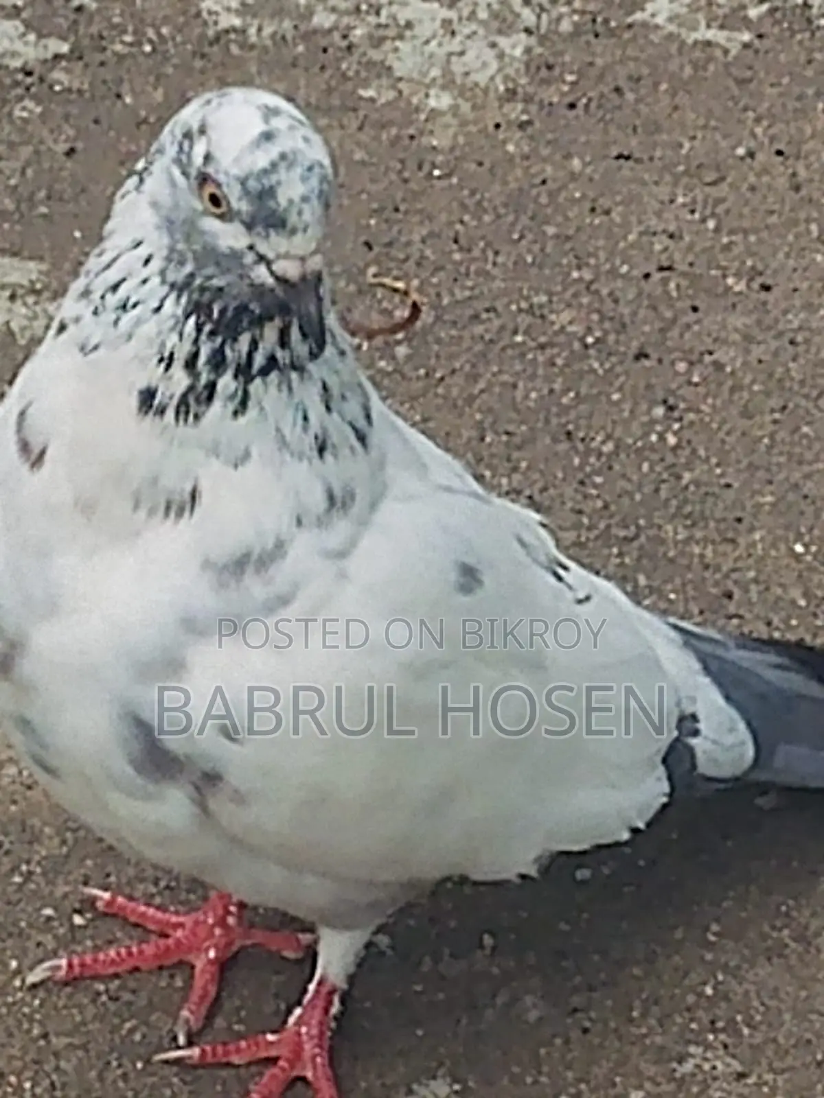 Giribaz Pigeon