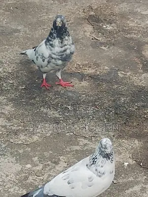Giribaz Pigeon