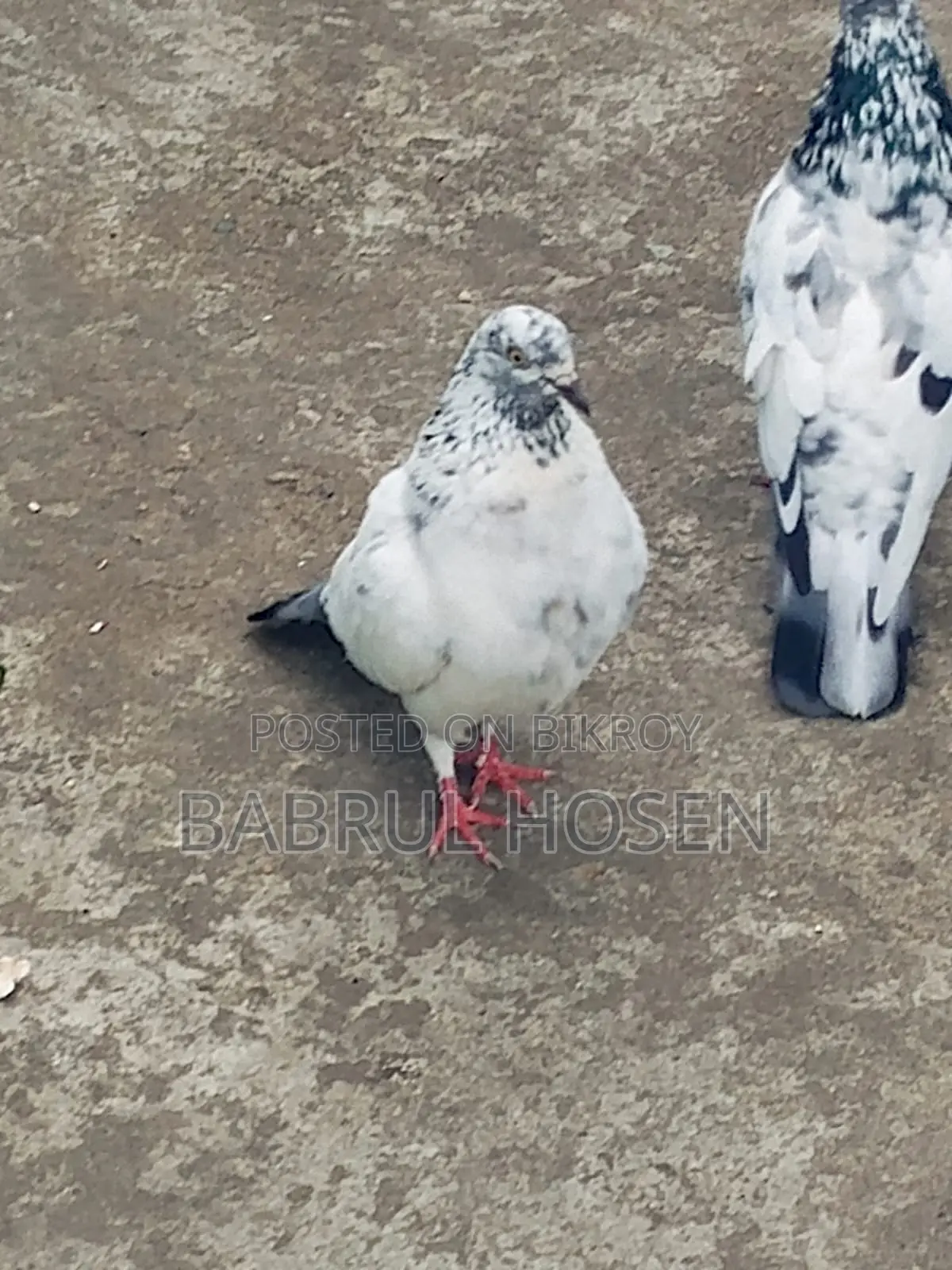 Giribaz Pigeon