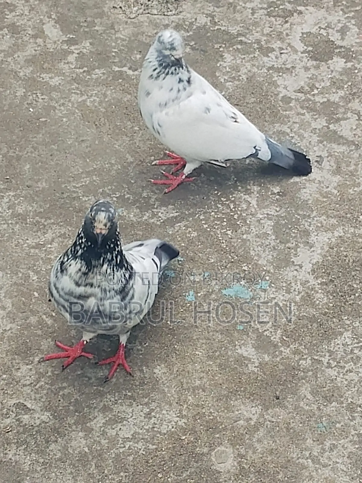 Giribaz Pigeon