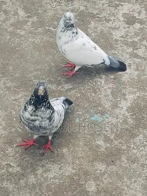 Giribaz Pigeon