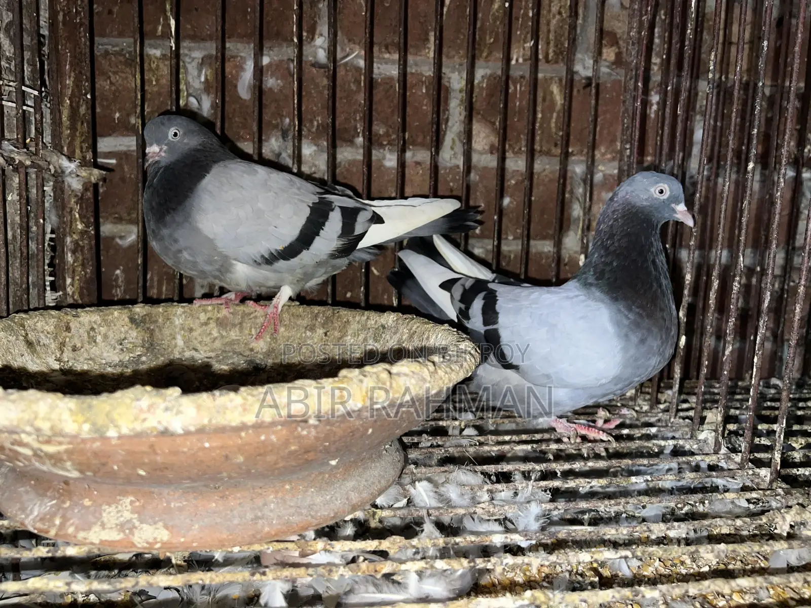 High-Quality High-Flying Giribaz Pigeons for Sale at an Affordable Price