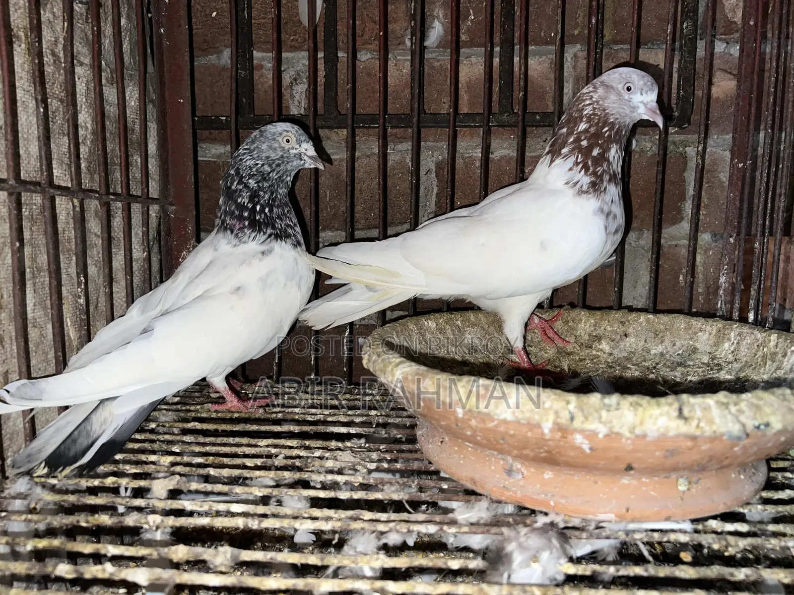 High-Quality High-Flying Giribaz Pigeons for Sale at an Affordable Price