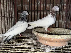 High-Quality High-Flying Giribaz Pigeons for Sale at an Affordable Price