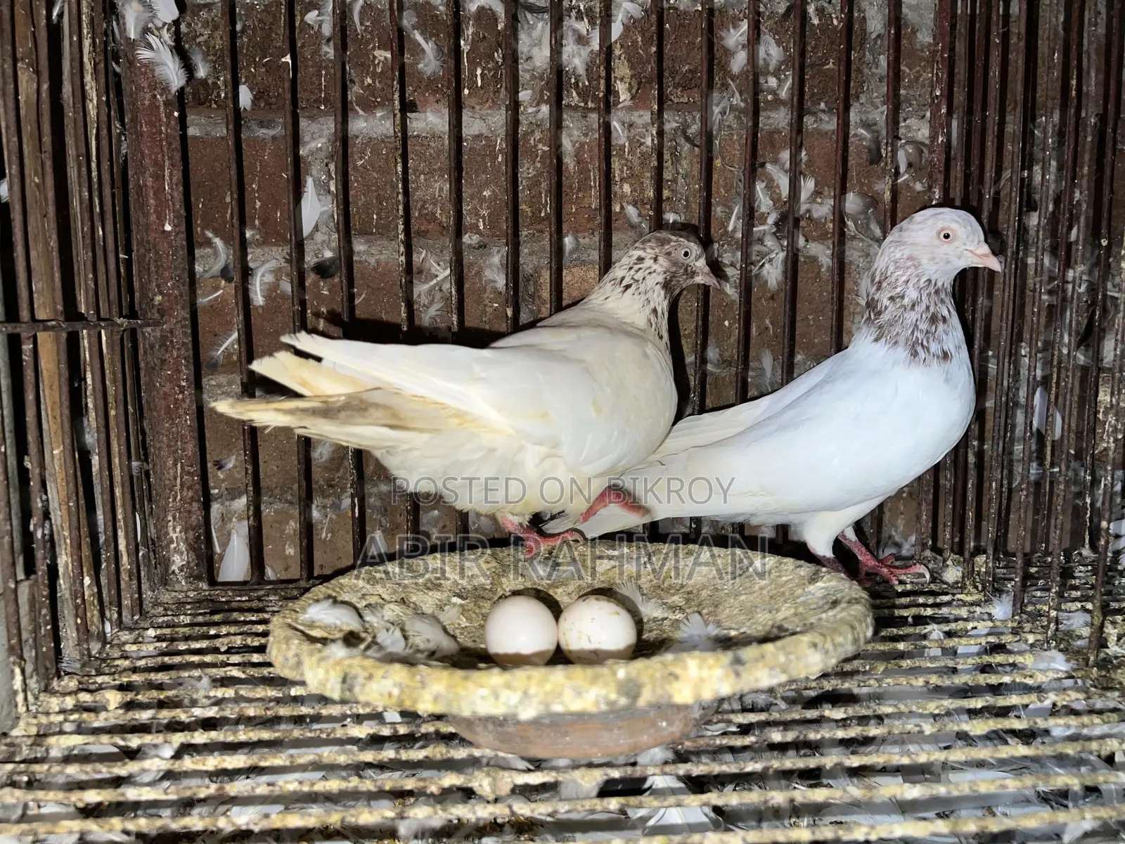 High-Quality High-Flying Giribaz Pigeons for Sale at an Affordable Price