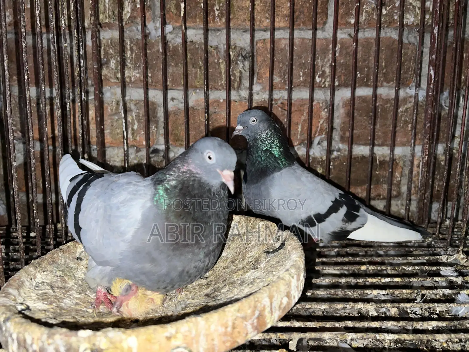 High-Quality High-Flying Giribaz Pigeons for Sale at an Affordable Price