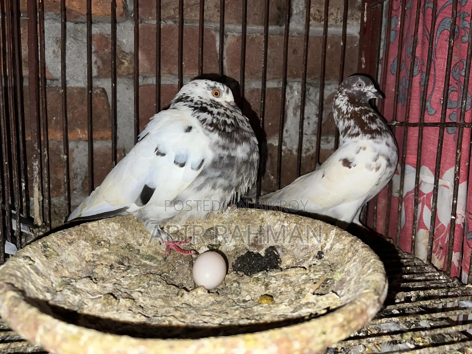 High-Quality High-Flying Giribaz Pigeons for Sale at an Affordable Price