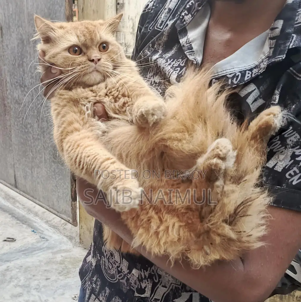 পার্সিয়ান বিড়াল