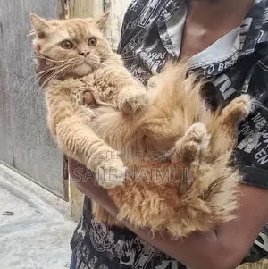 পার্সিয়ান বিড়াল