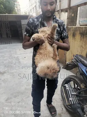 পার্সিয়ান বিড়াল