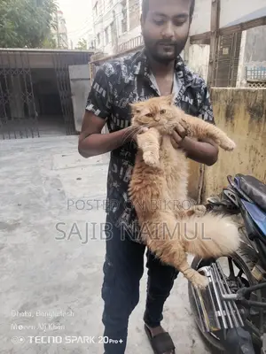 পার্সিয়ান বিড়াল