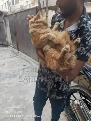 পার্সিয়ান বিড়াল