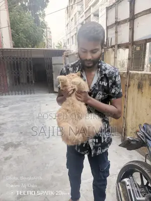 পার্সিয়ান বিড়াল