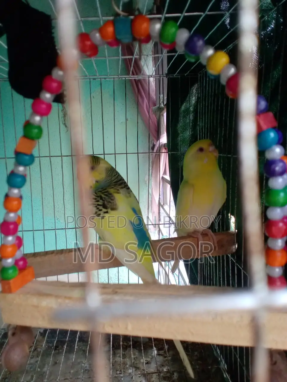 Bird for sale