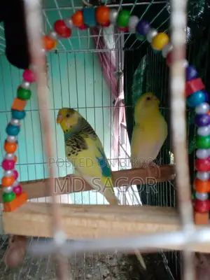 Bird for sale