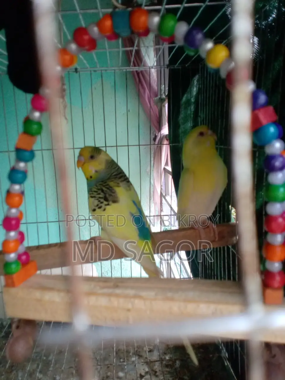 Bird for sale