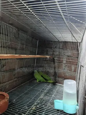 Indian Ringneck Master Pair