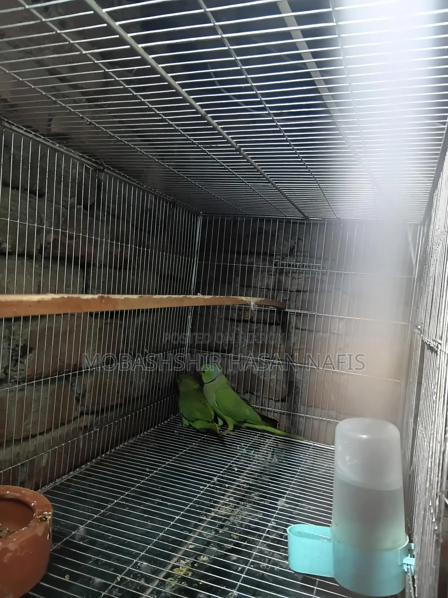 Indian Ringneck Master Pair
