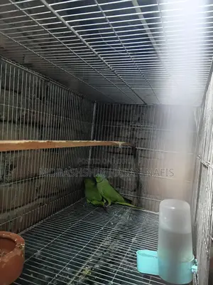 Indian Ringneck Master Pair