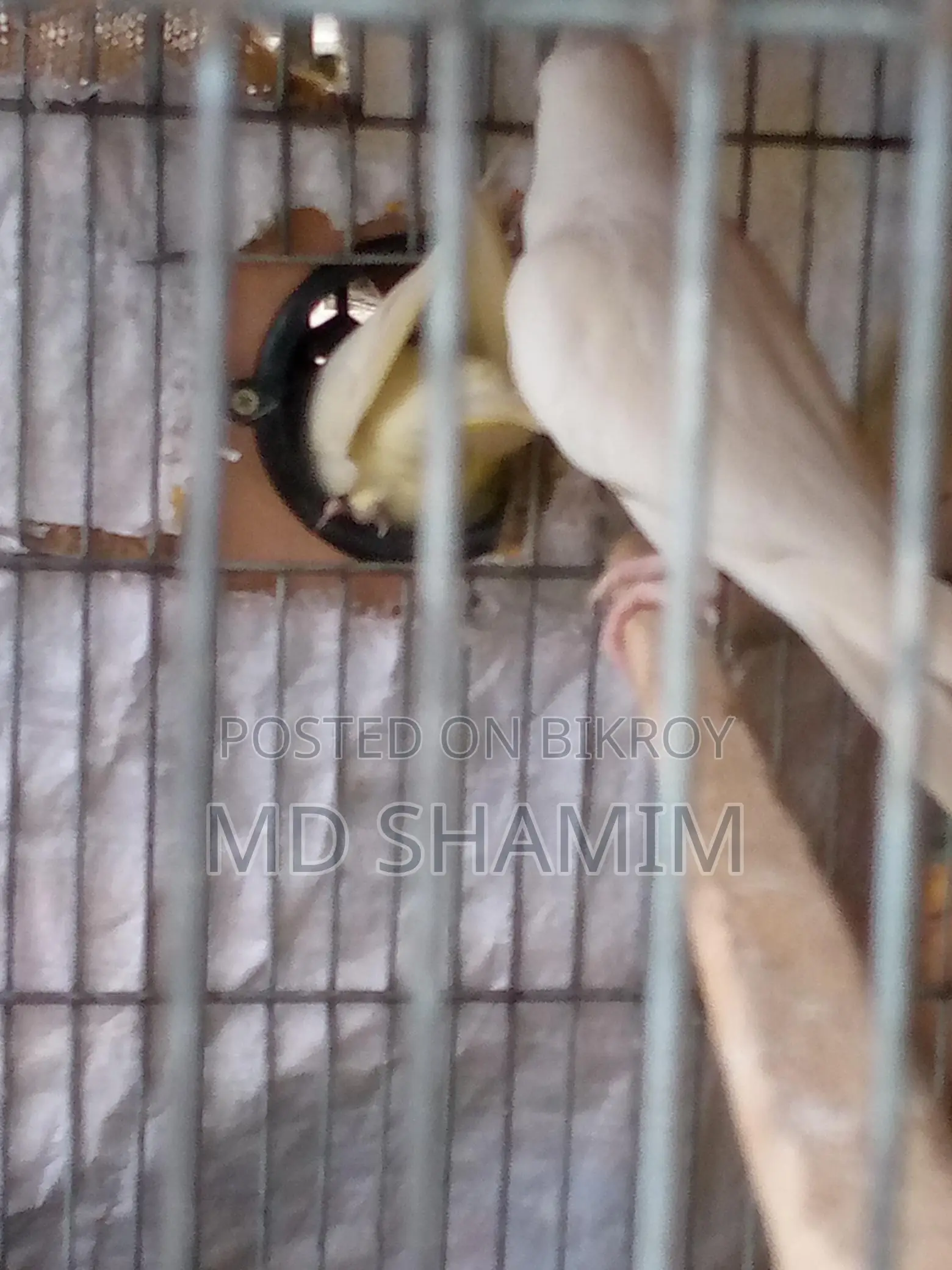 ককাটেল পাখি বিক্রয়