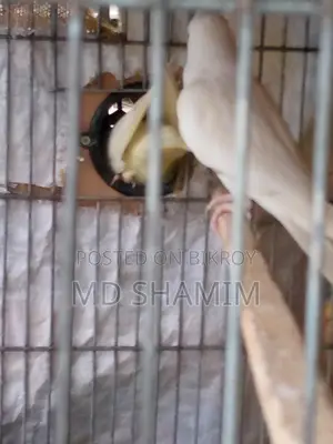 ককাটেল পাখি বিক্রয়