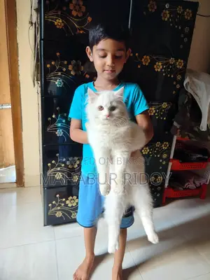 পার্সিয়ান হোয়াইট মেল ক্যাট।